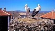 Село Драгушиново времето уеб камера щъркелово гнездо бял щъркел, щъркели, Община Самоков, НП 'Рила', kamerite Free-WebCamBG