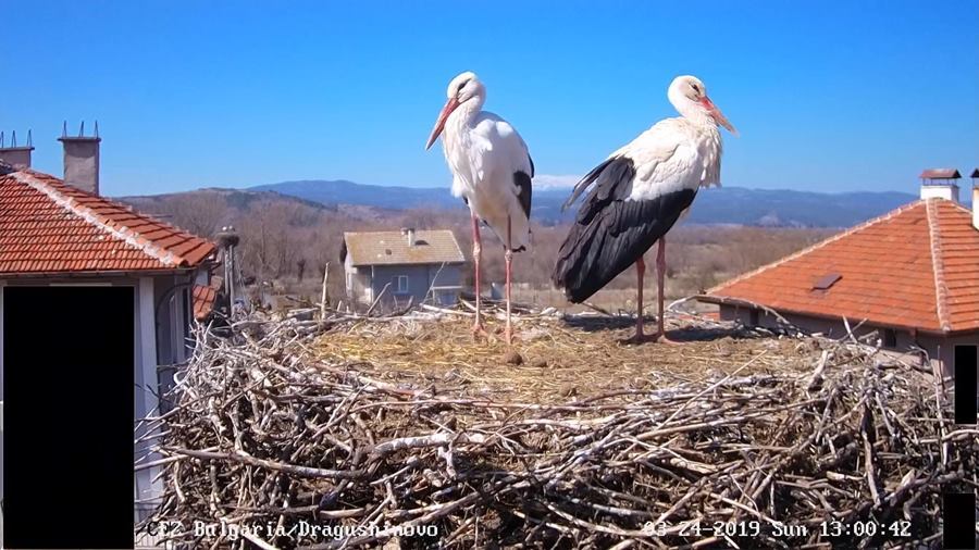 Село Драгушиново времето уеб камера щъркелово гнездо бял щъркел, щъркели, Община Самоков, НП 'Рила', kamerite Free-WebCamBG